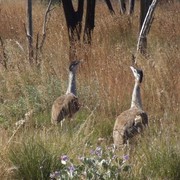 australian bustard or plains turkey