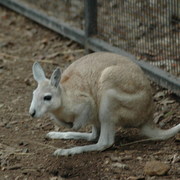 northern nail-tailed wallaby