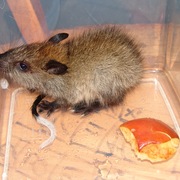 black-footed tree rat
