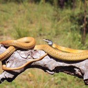 common tree snake