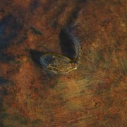 tadpole