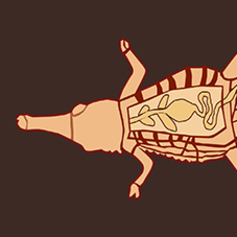 Reptiles