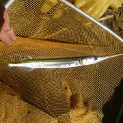 freshwater longtom