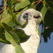 little corella