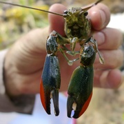 yabby