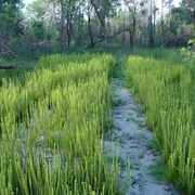 braid fern
