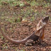 frill-necked lizard
