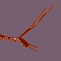 Crustaceans & Shellfish