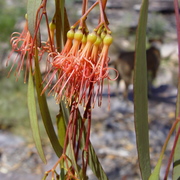 mistletoe