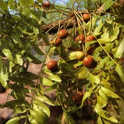 emu apple, black cocky apple