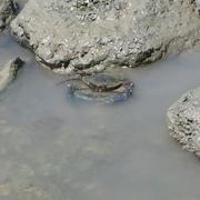 crab (generic)