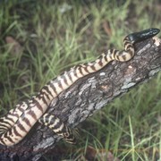 black-headed python