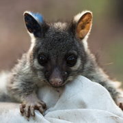 northern brushtail possum