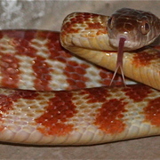 brown tree snake