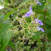 scrub vitex