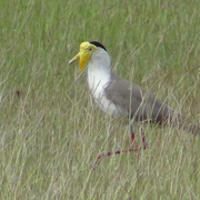 masked lapwing