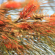 fern-leaved grevillea