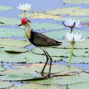 comb crested jacana