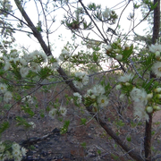 fringe-myrtle