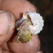 land snail