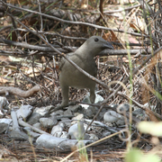 Great Bower Bird