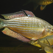 chequered rainbow fish