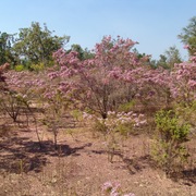 turkey bush