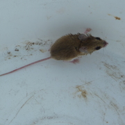 delicate mouse