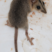 Red-cheeked dunnart