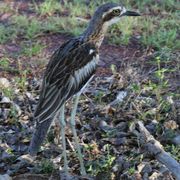 bush thick-knee