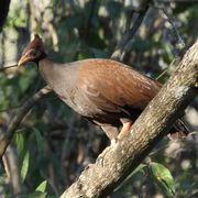 orange-footed scrubfowl