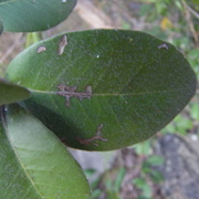 wild prune