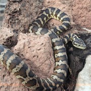 carpet python