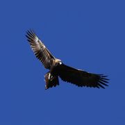 wedge-tailed eagle