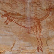 agile wallaby (female)
