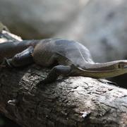 Merten's water goanna