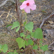 Arnhem hibiscus