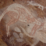 kangaroo (generic)