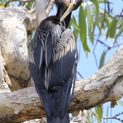 Australian darter