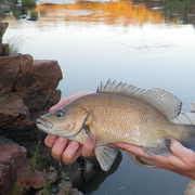sooty grunter / black bream