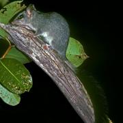brush-tailed phascogale