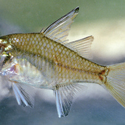 Sail-fin glassfish