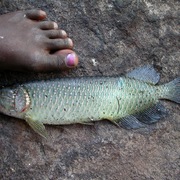 Saratoga, Northern Spotted Barramundi